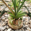 Albuca namaquensis