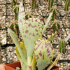 Kalanchoe marmorata