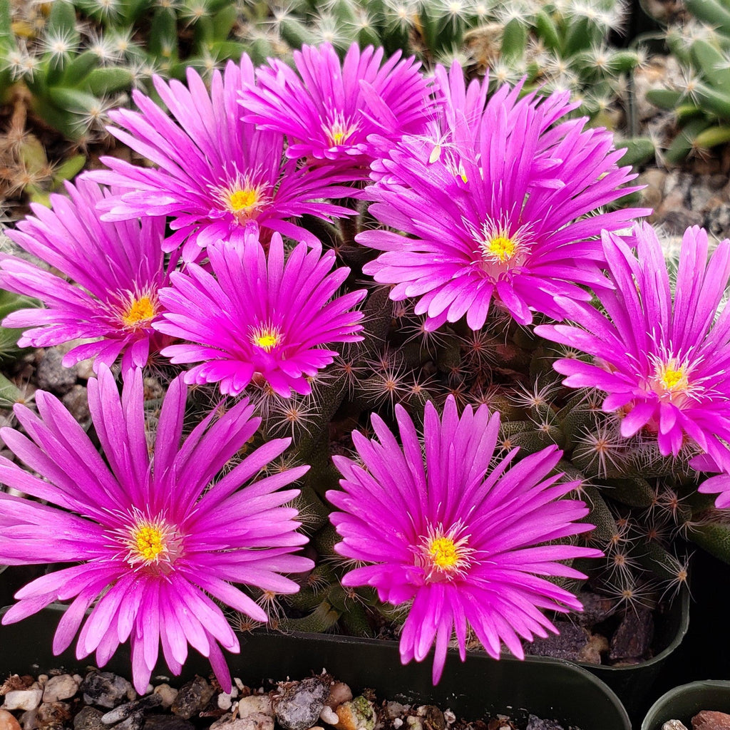 Trichodiadema densum