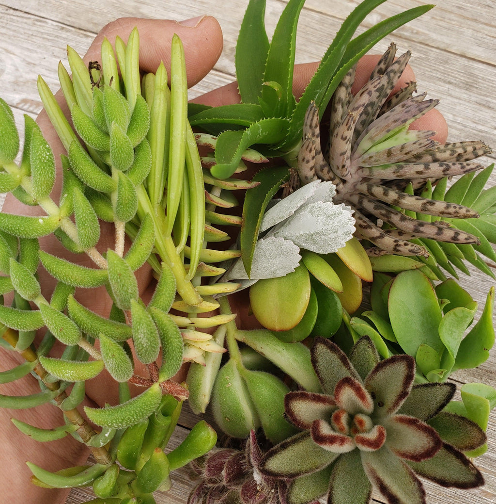 50 Assorted Succulent Cuttings