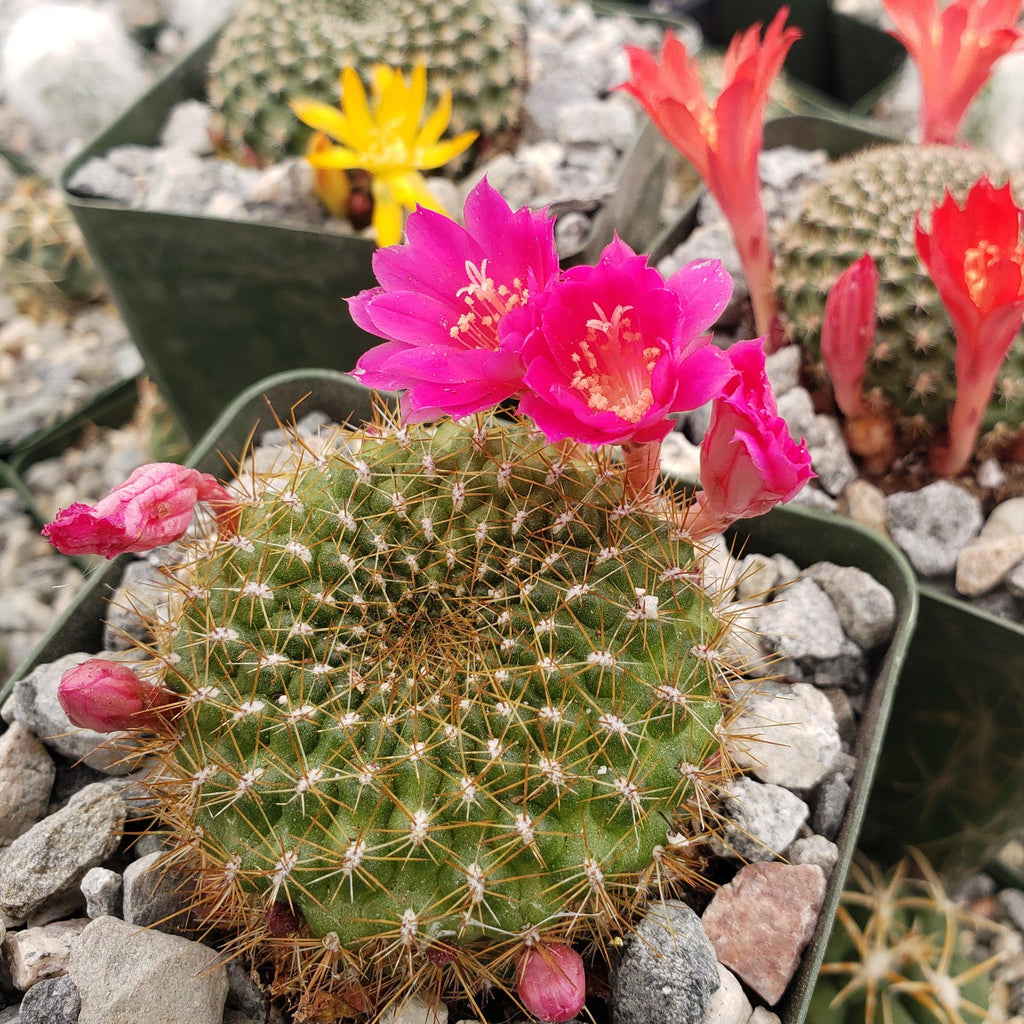 Rebutia minuscula
