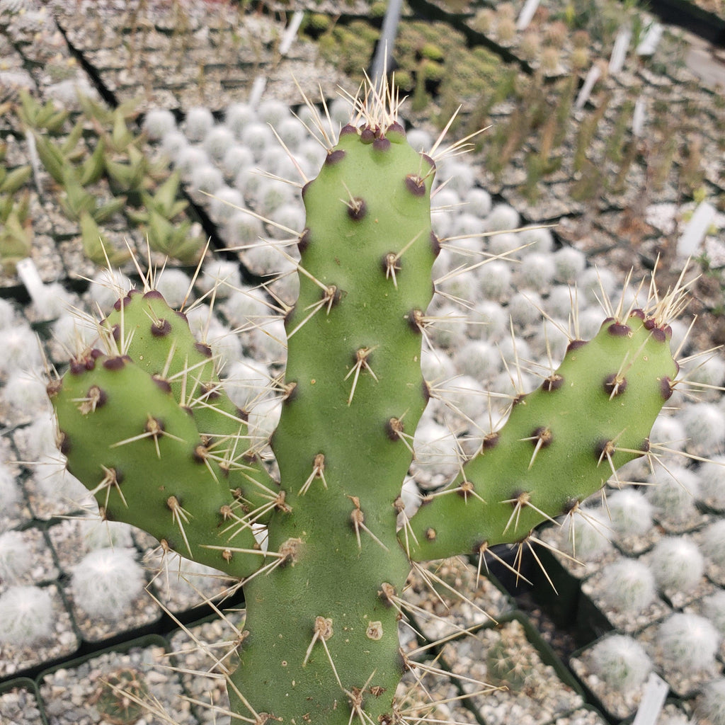 Opuntia consolea falcata