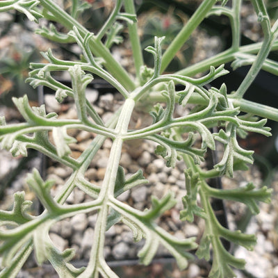Pelargonium paniculatum