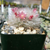 Mammillaria bocasana v. multilanata