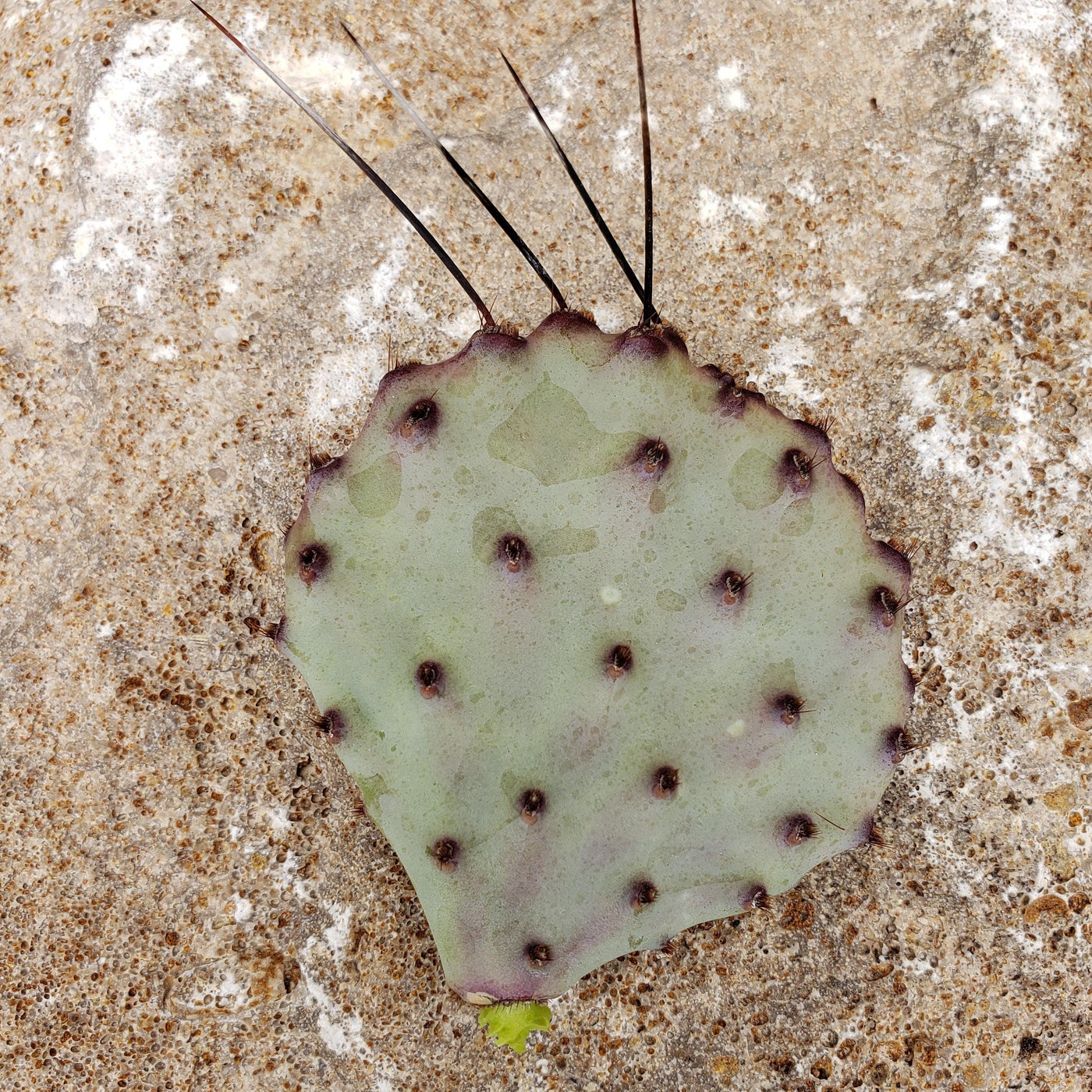 Opuntia macrocentra cutting