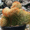 Mammillaria elongata cristata copper king