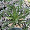 Agave filifera schidigera