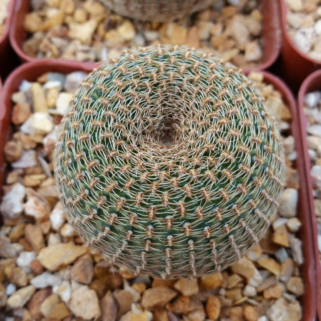 Lobivia famatimensis