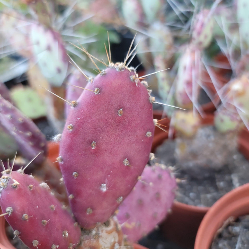 Opuntia Santa "Baby" Rita pad cutting