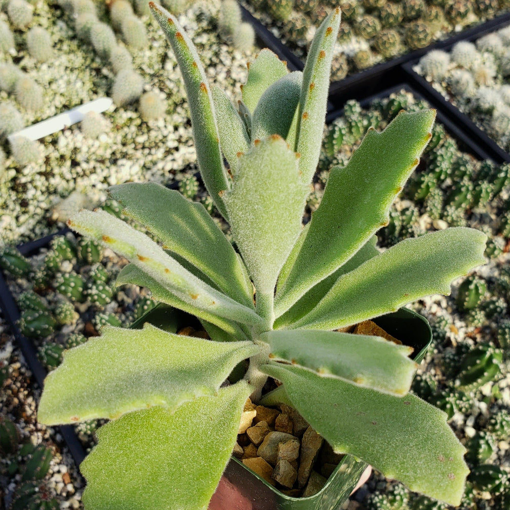 Kalanchoe Beharensis Roseleaf