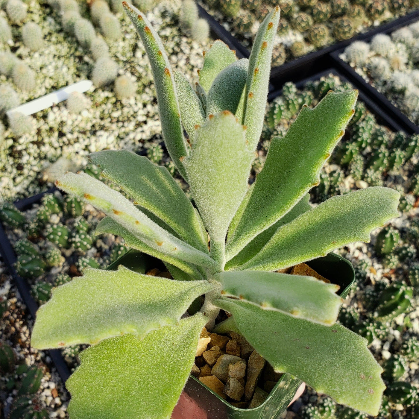 behartii succulent Kalanchoe Beharensis Roseleaf