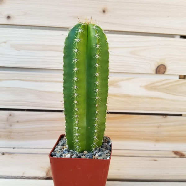 CACTUS GREEN strong spine ホリダ vibrant-green-cactus-with-