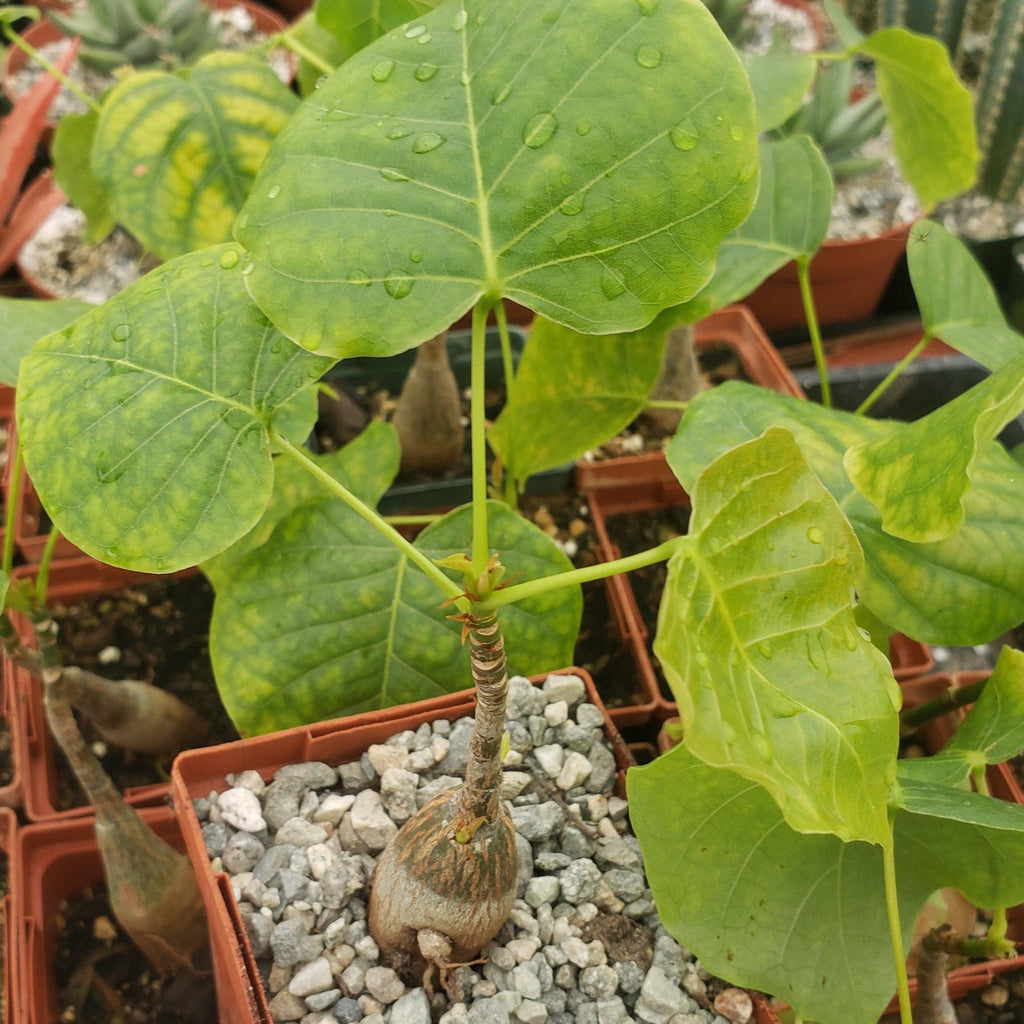 Shaving Brush Tree - Pseudobombax ellipticum