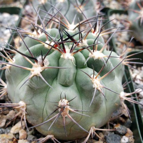Acanthocalycium glaucum
