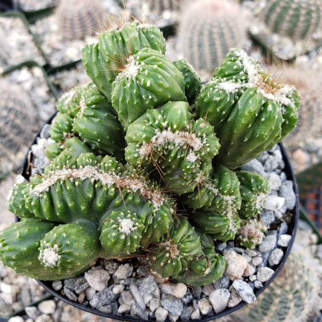 Cereus forbesii crest monstrose Ming Thing