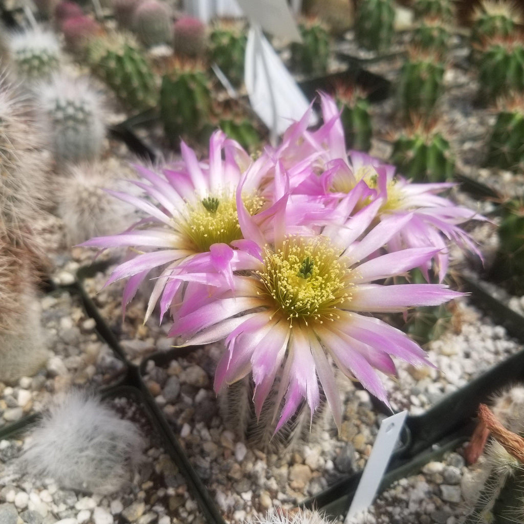 Echinocereus reichenbachii albispinus