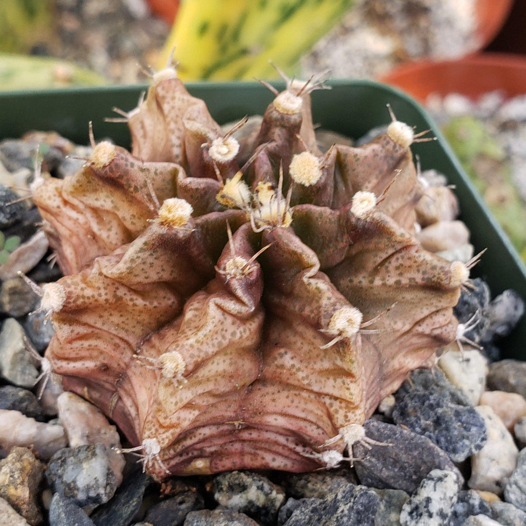 Gymnocalycium stenogonum