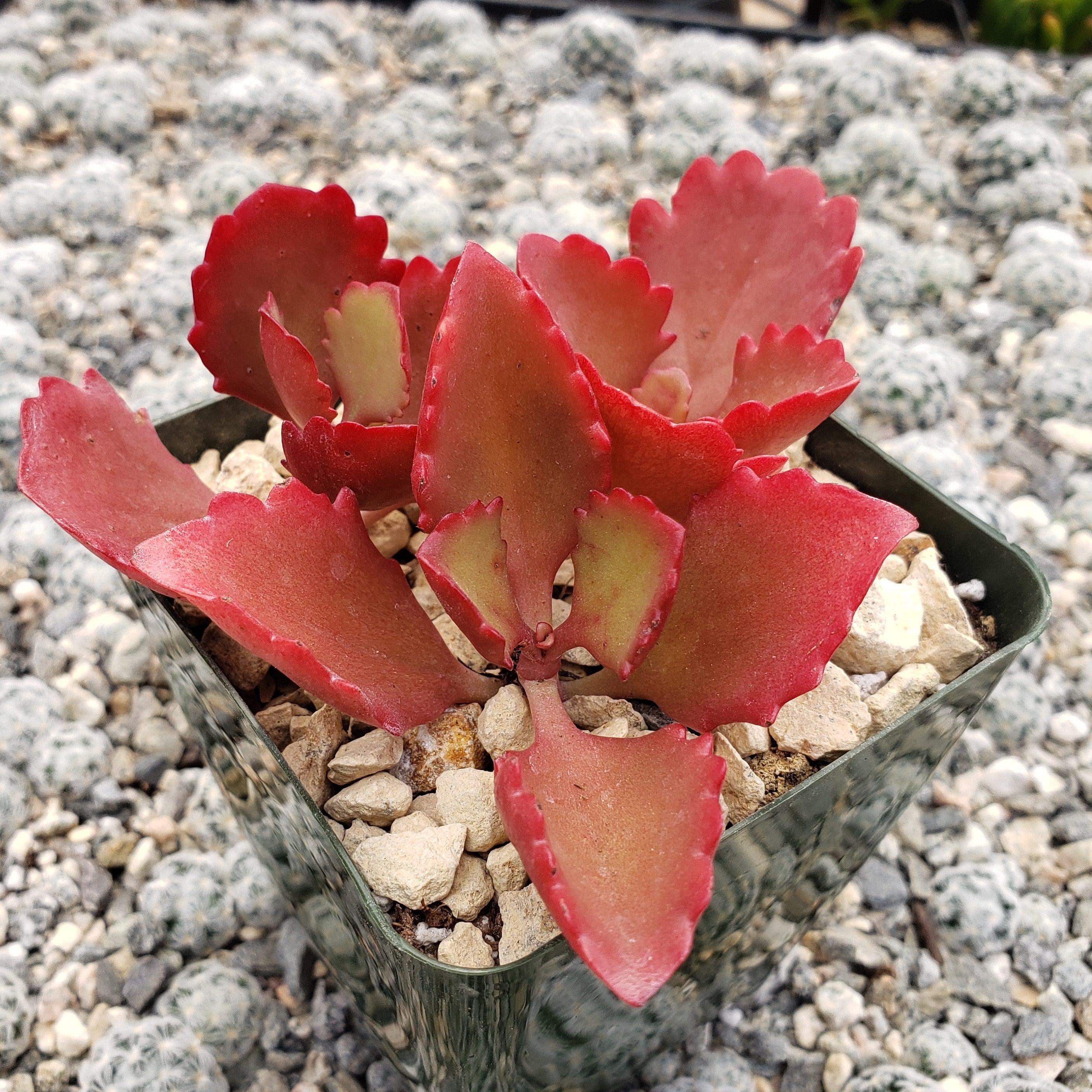 Kalanchoe sexangularis