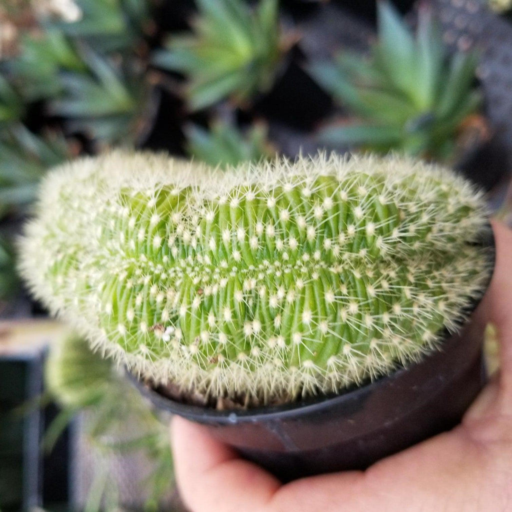 Trichocereus huascha cristata