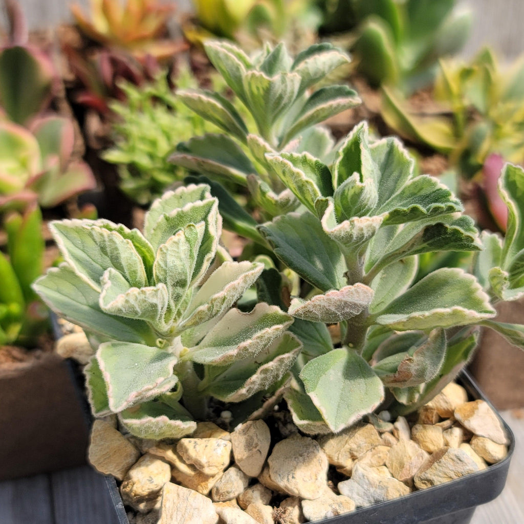 Plectranthus neochilus variegata