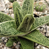 Gasteria Little Warty