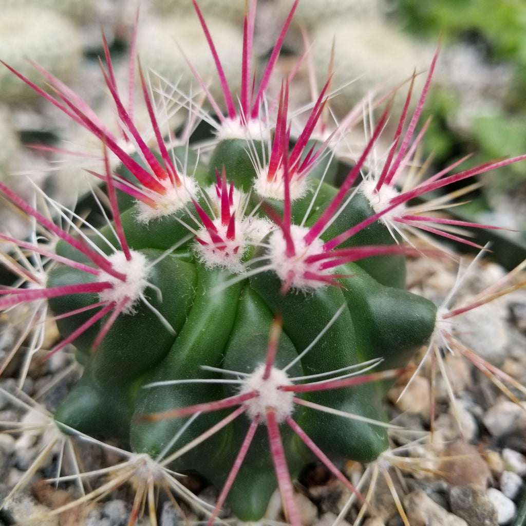Ferocactus stainesii v. pilosus