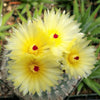 Notocactus or Parodia scopa