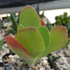 Flapjack Plant ‘Kalanchoe luciae’