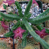 Stapelia scitula