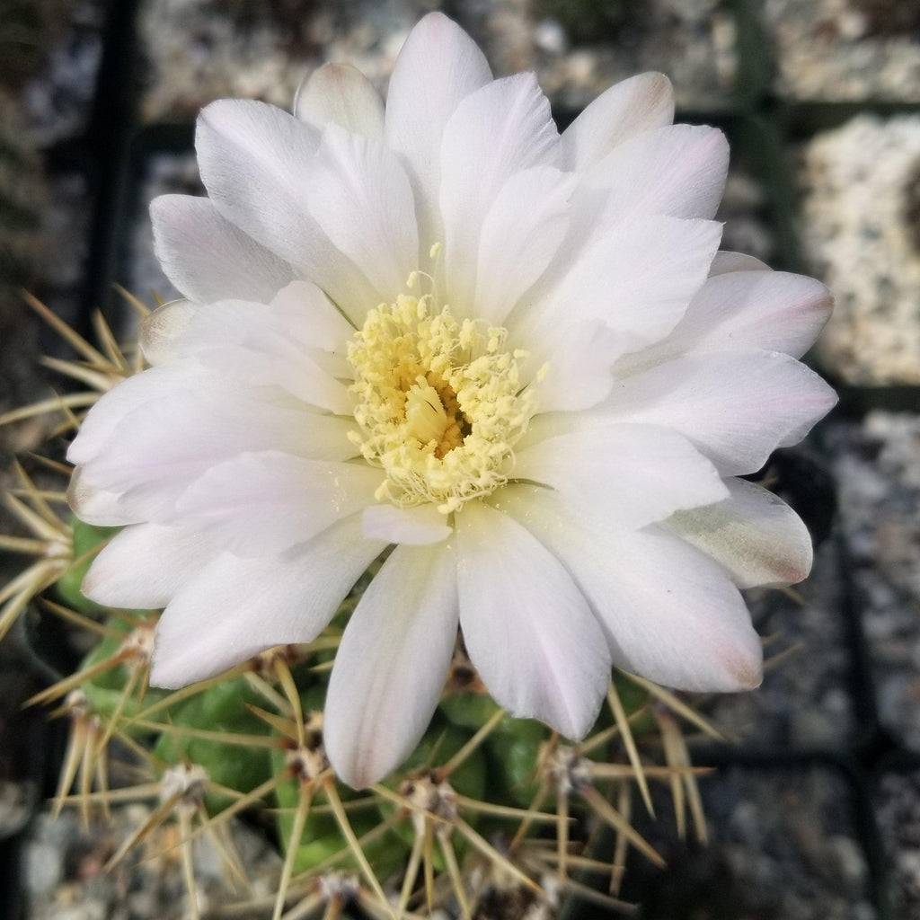 Gymnocalycium monvillei