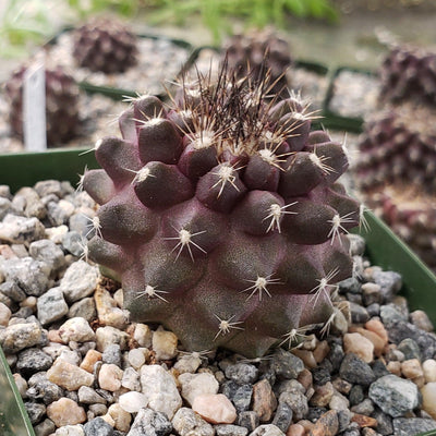 Copiapoa humilis paposoensis