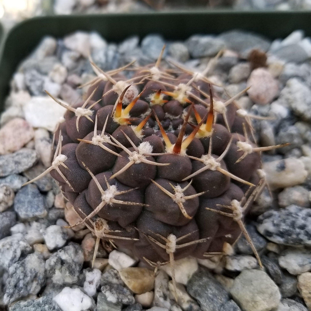 Gymnocalycium shroederianum longispinum