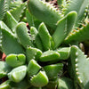 Faucaria tigrina