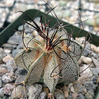 Astrophytum capricorne goats horns