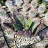 Kalanchoe humilis desert surprise