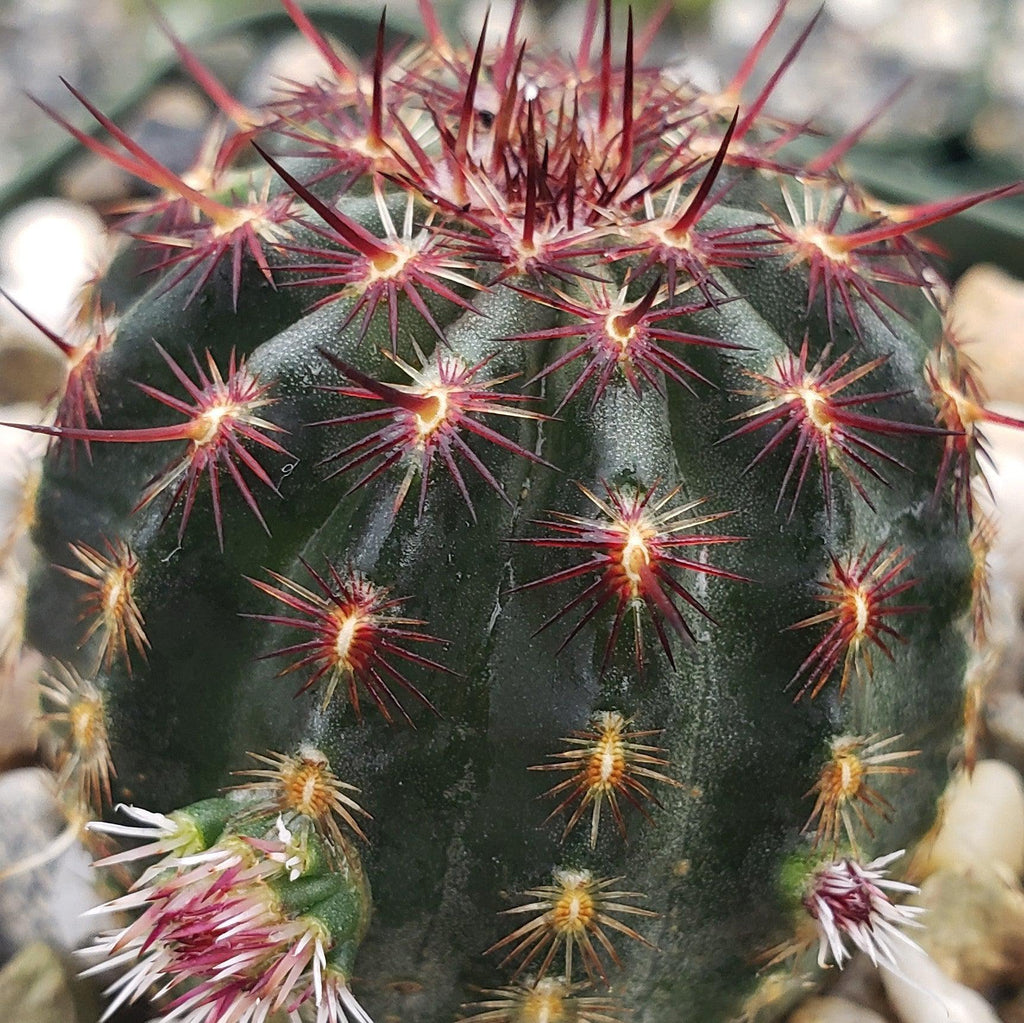 Echinocereus davisii