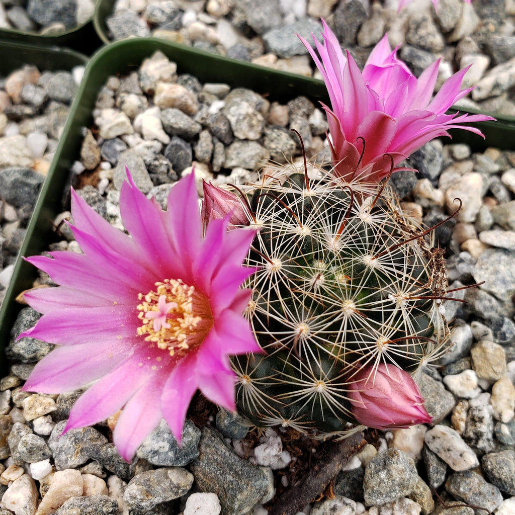 Mammillaria longiflora stampferi