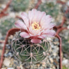 Gymnocalycium ritterianum