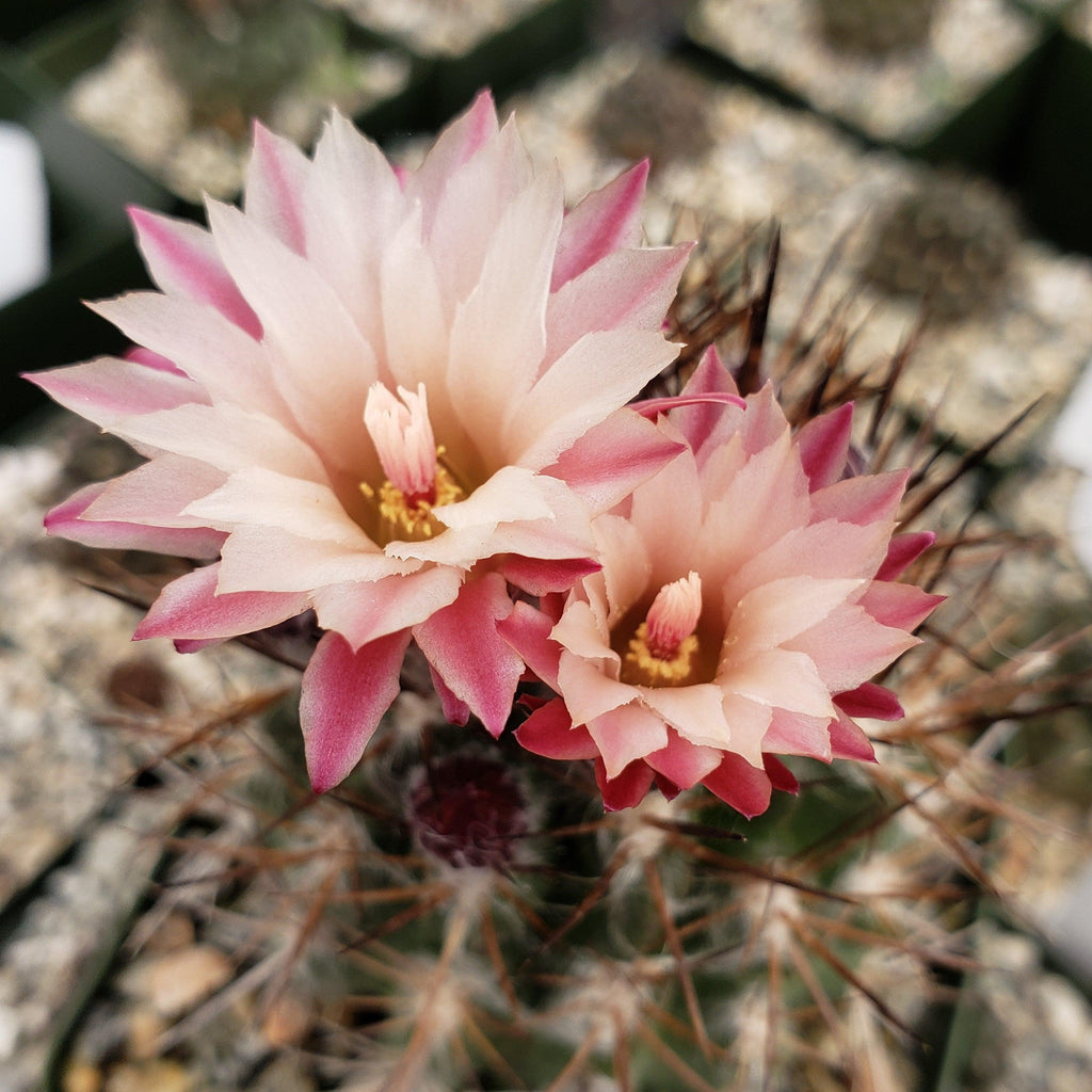 Neochilenia floccosa