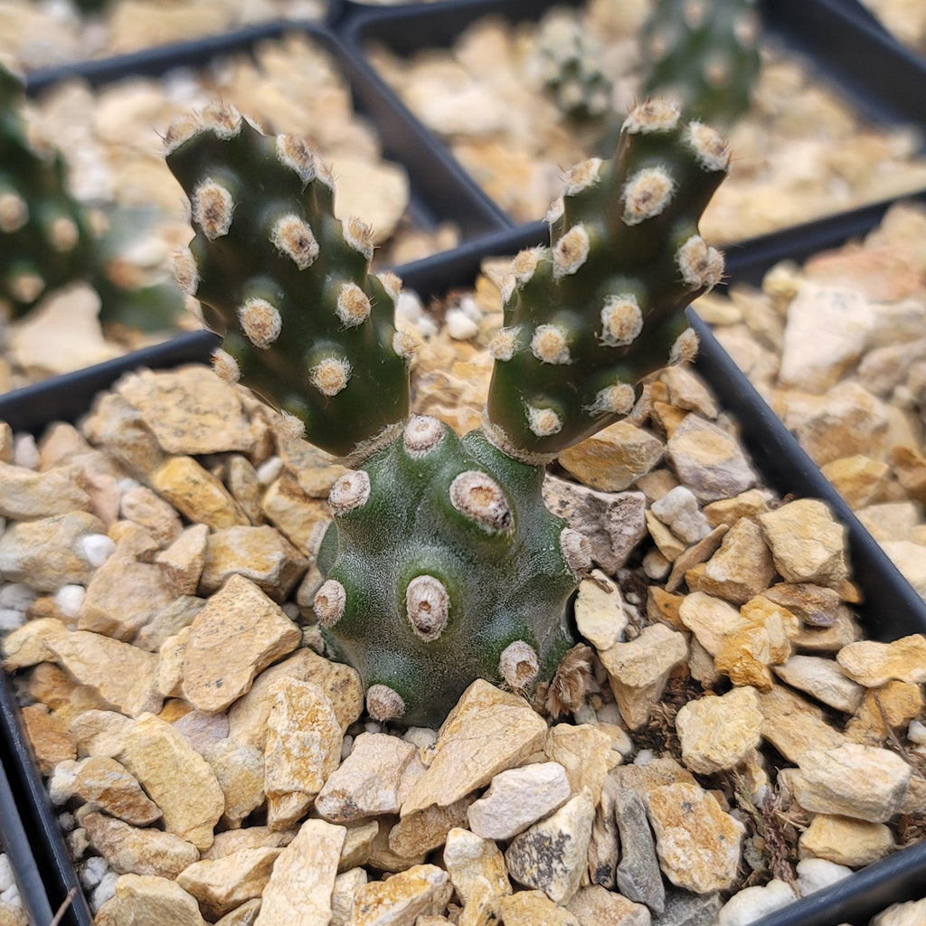 Tephrocactus molinensis