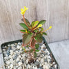 Euphorbia milii Yellow – Crown of Thorns