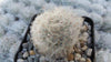 Mammillaria bocasana v. multilanata