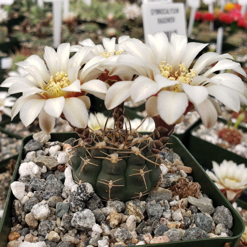 Gymnocalycium shroederianum longispinum