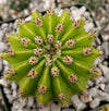 Easter Lily Cactus &