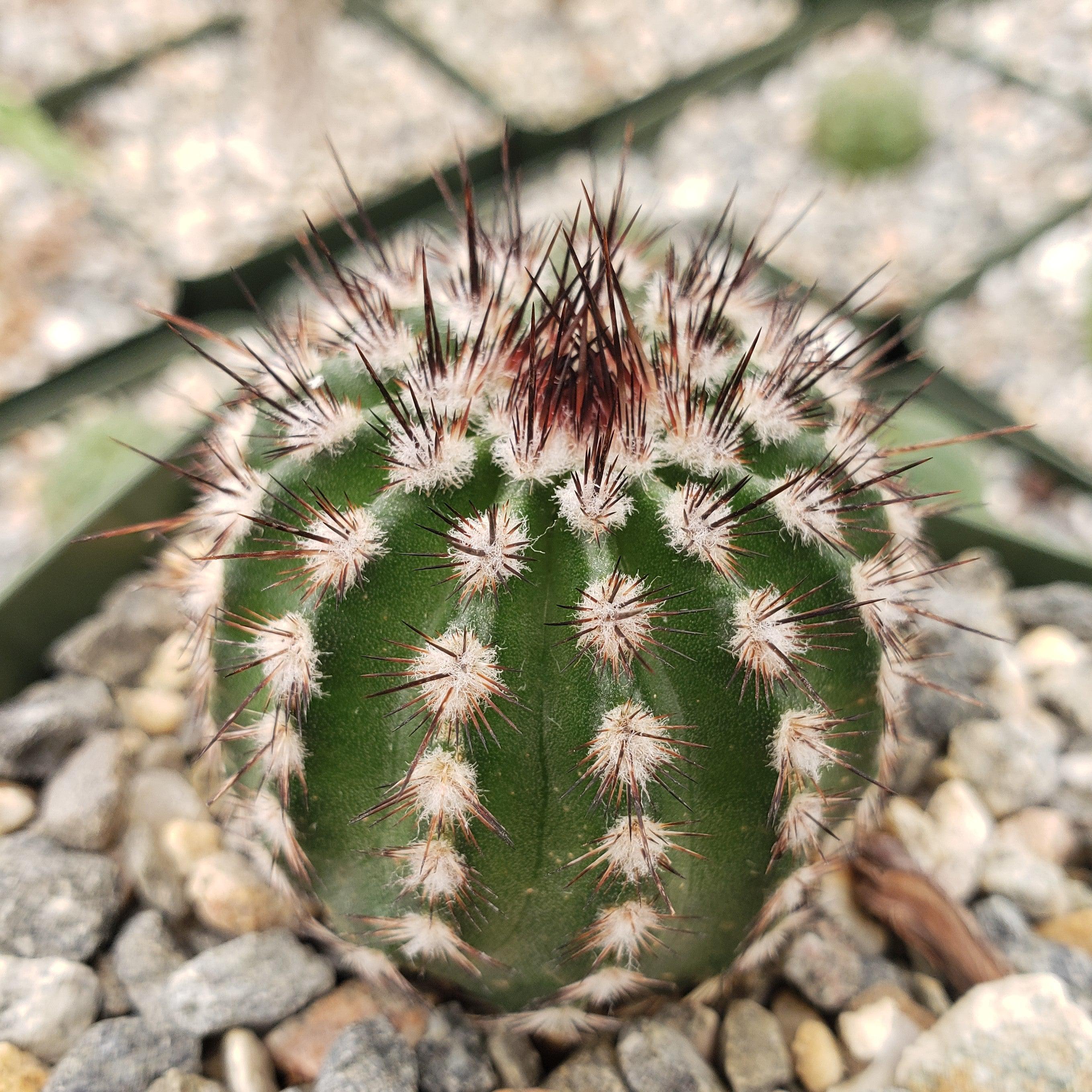 Echinocereus armatus