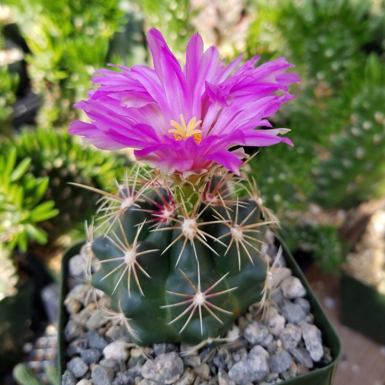 Thelocactus bueckii