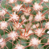 Close-up of Notocactus arachnites showing white, fuzzy areoles and thin brown spines in a geometric pattern; cold-tolerant cactus.