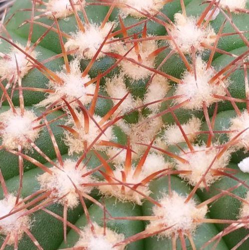 Close-up of Notocactus arachnites showing white, fuzzy areoles and thin brown spines in a geometric pattern; cold-tolerant cactus.