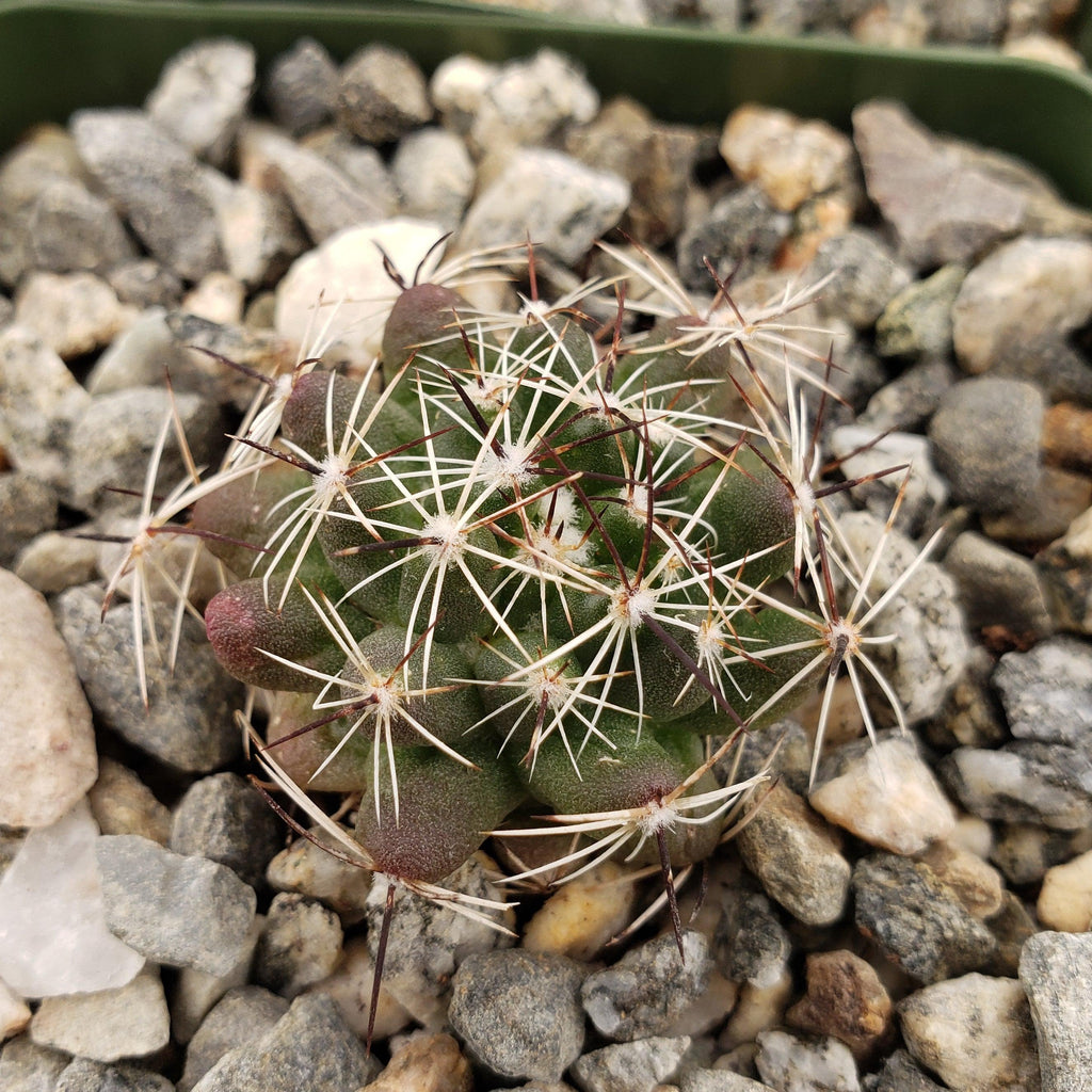 Mammillaria melaleuca