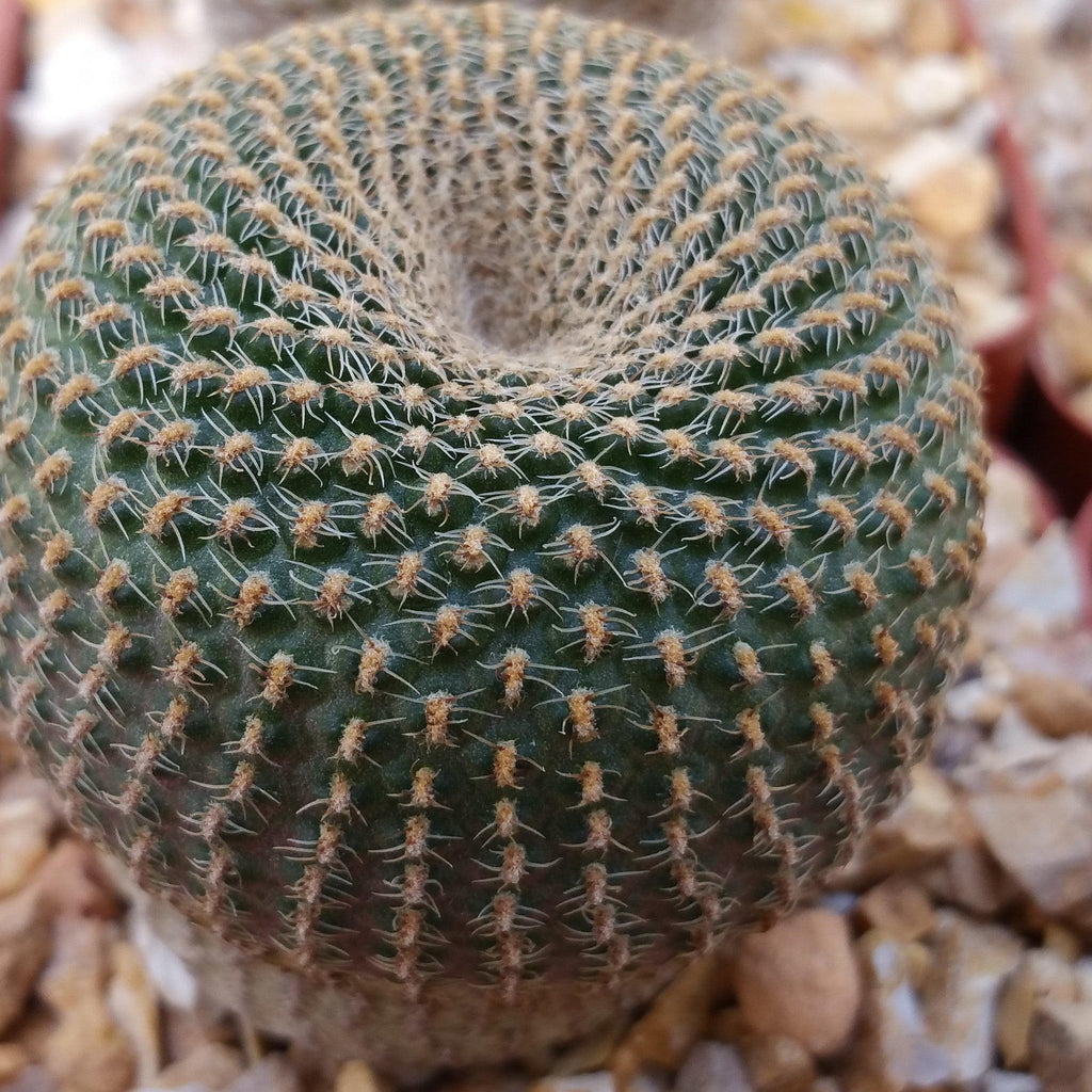 Lobivia famatimensis